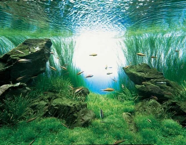 Cuál es la diferencia entre PECERA y ACUARIO? - YouTube