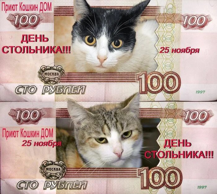 Как звали стольника который в 1673 году. День стольника. день стольника для животных. акция день стольника. день стольника для кошек.
