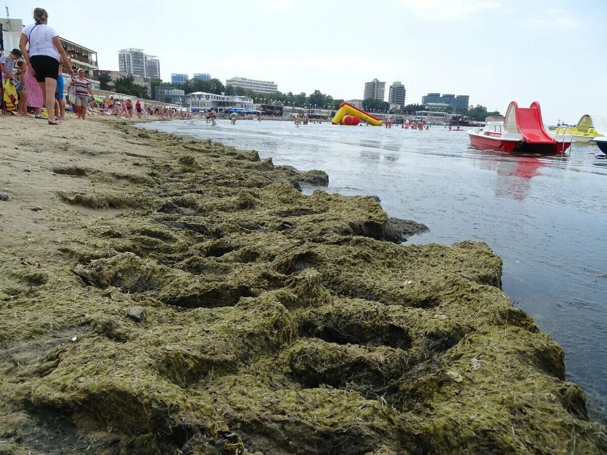 Водоросли в анапе. Камка в Анапе.