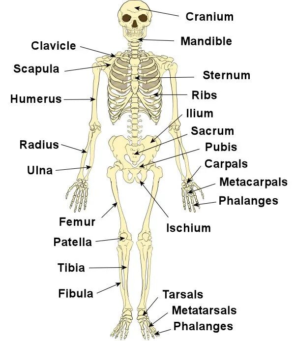 Скелет человека анатомия латынь. Костная система человека анатомия. Строение скелета на латыни. Скелет человека с названием костей на латыни.