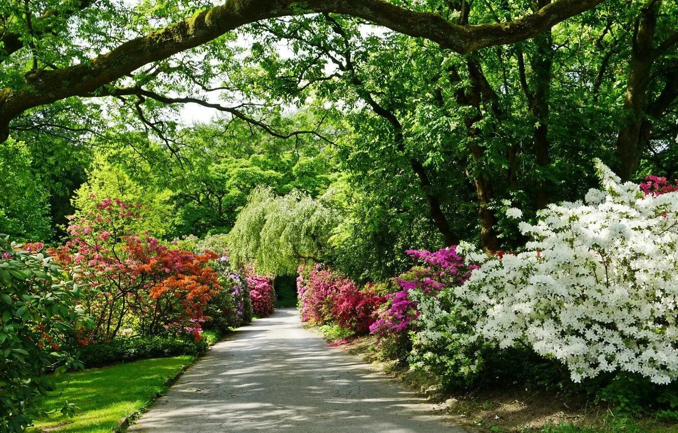 Картинка сад. Парк Бельвиль кустарники. Сад Леонардсли. Аллея рододендронов. Цветущие кустарники в английском саду.