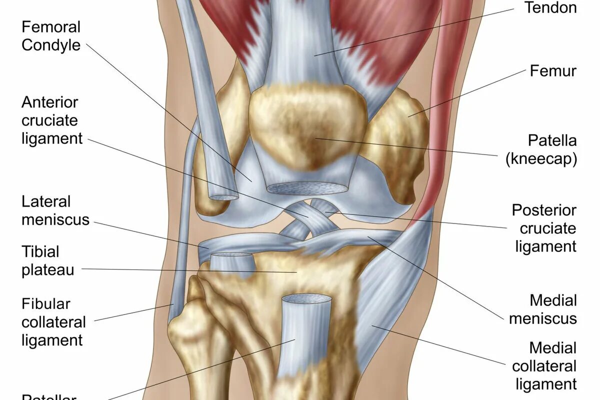 Строение колена у человека. Коленный сустав анатомия. Внутренняя коллатеральная связка. Ретинакулум коленного сустава. Ligamentum Patellae анатомия.