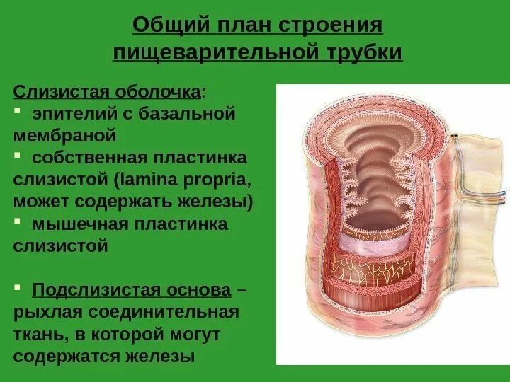 Оболочки пищеварительного тракта гистология. Слизистая подслизистая мышечная наружная оболочки. Слизистая оболочка подслизистая основа. Стенка пищеварительного тракта гистология.