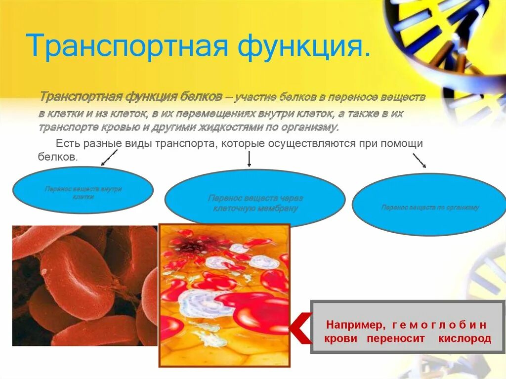 В чем проявляется транспортная функция. Транспортная функция белков. Транспортная функция белков схема. Транспортные белки функции. Функции белков.