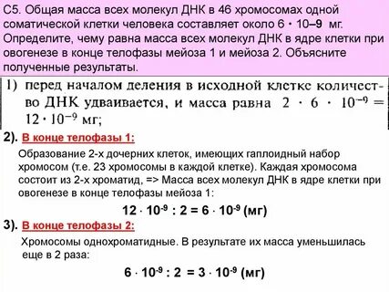 Сколько молекул днк содержит двуядерный кардиомиоцит