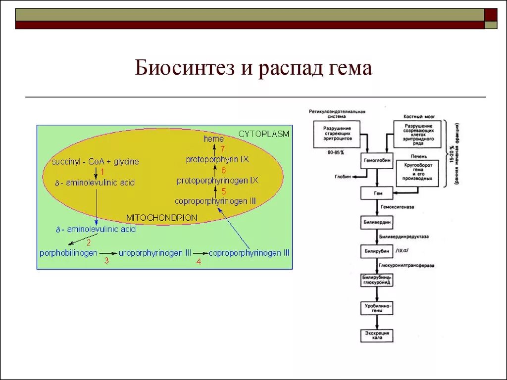 Биосинтез и распад