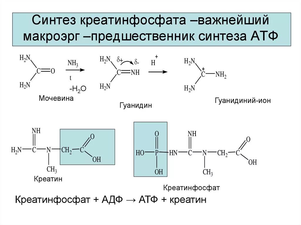 Макроэрги. Синтез креатина и креатинфосфата. Креатинфосфат строение. Креатинфосфат строение функции. Синтез креатина, креатинфосфата, креатинина.