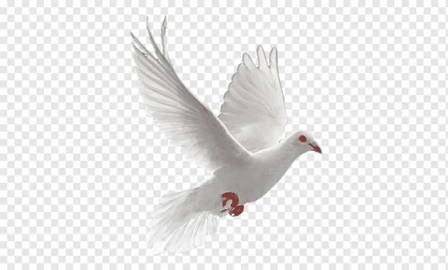Белый голубь. Белый голубь на прозрачном фоне. Белая птица на прозрачном фоне. Картинки голуби на 9