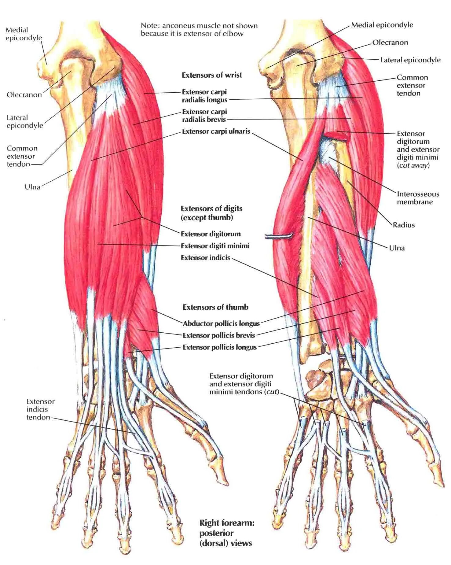 Рука человека название. Мышцы предплечья анатомия человека. Строение локтя и предплечья. Кости руки человека и мышцы предплечья. Внутреннее строение предплечья.