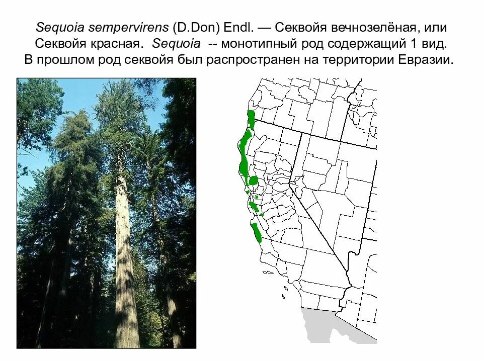 Самое высокое дерево северной америки природные зоны. Ареал секвойи вечнозеленой. Ареал секвойи в Северной Америке. Ареал произрастания секвойи на карте. Секвойя вечнозеленая ареал обитания.