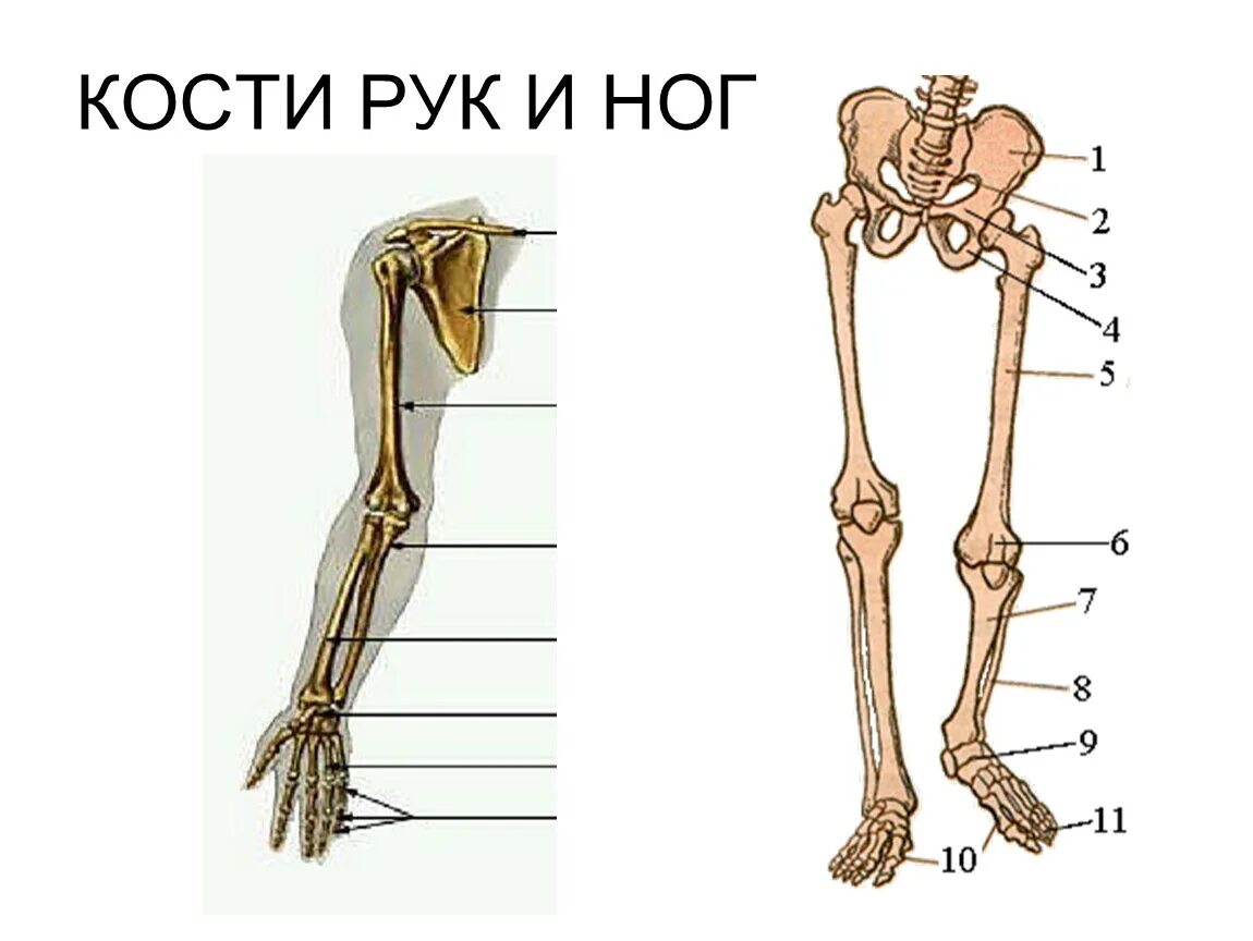 Строение конечностей рисунок. Скелет руки человека строение. Анатомия костей руки. Костное строение руки. Кости рук и ног.