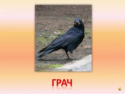 Как правильно писать грач