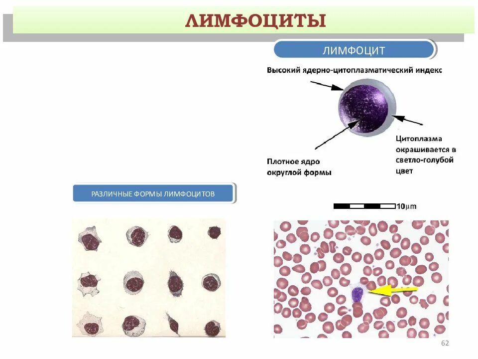 Форма ядра лимфоцитов. Безъядерные лимфоциты. Лимфоциты ядерные или безъядерные. Цитоплазма лимфоцитов. Лимфоциты состав