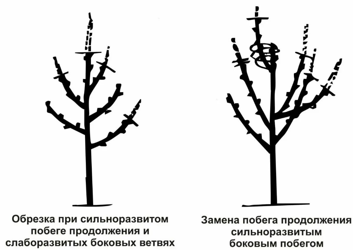 Обрезка черешни когда и как правильно. Схема подрезки вишни весной. Обрезка вишни черешни весной схема. Кустовидная вишня обрезка. Обрезка плодовых деревьев слива весной.