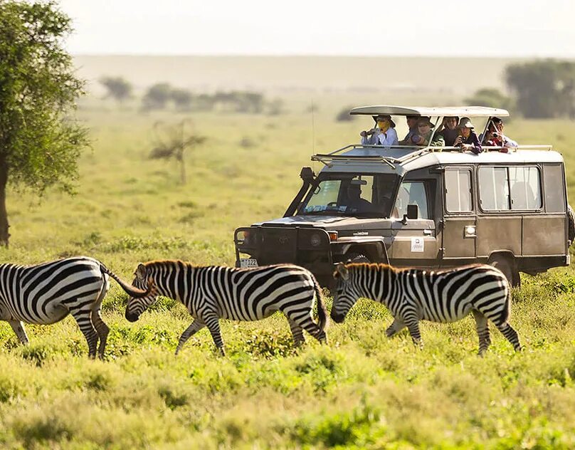 Wildlife holidays. Сафари парк Африка. ЮАР сафари. Танзания сафари. Кения сафари.