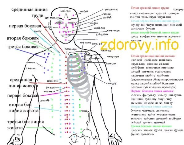 Точка спереди. Акупунктура проекция органов. Акупунктура тела человека схема болевые точки. Биологически активные точки на плече китайская акупунктура. Биологически активные точки - точки акупунктуры.