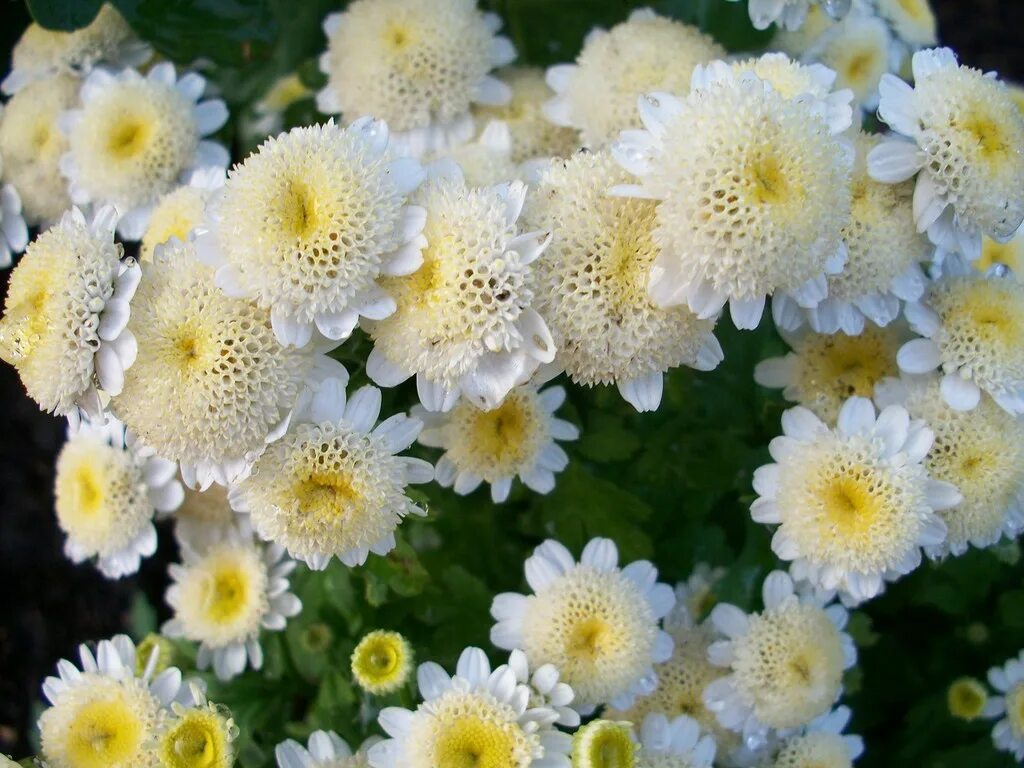 Хризантема девичья снежные шары. Хризантема девичья семена. Хризантема девичья голден бол. Хризантема девичья белые звезды (аэлита). Матрикария голден болл.