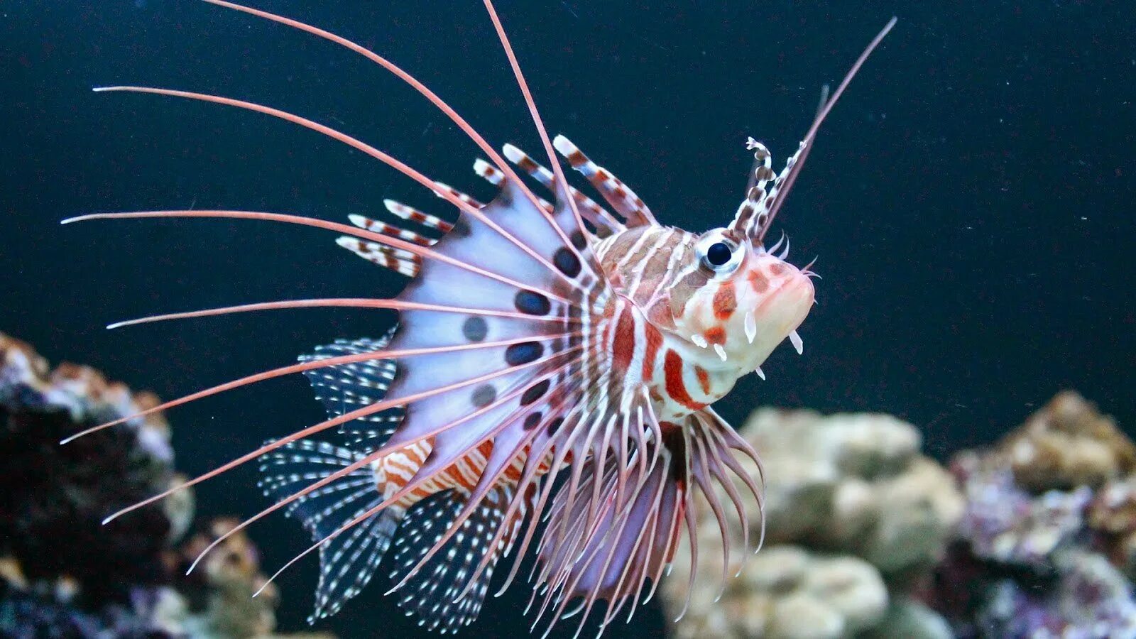 Львиная скорпена. Скорпена крылатка. крылатка дьявол чернополосая. pterois antennata. рыба скорпена (крылатка)..