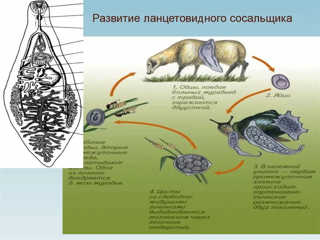 Ланцетовидная двуустка жизненный цикл. Жизненный цикл ланцетовидного сосальщика схема. Жизн цикл ланцетовидного сосальщика. Ланцетовидный сосальщик жизненный цикл. Печеночный сосальщик диагностика