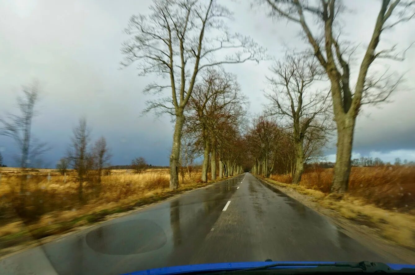 Trees osu