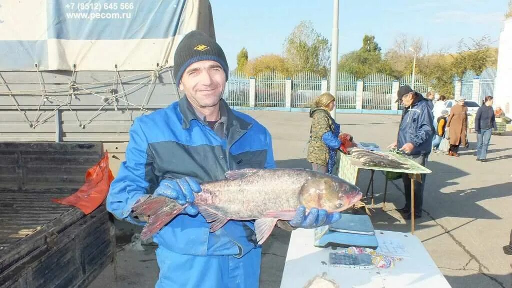 Астрахань рыба. Заготовка рыбы в Астрахани. Вылов сазана в дельте Волги. Управление рыболовства Астраханской области.