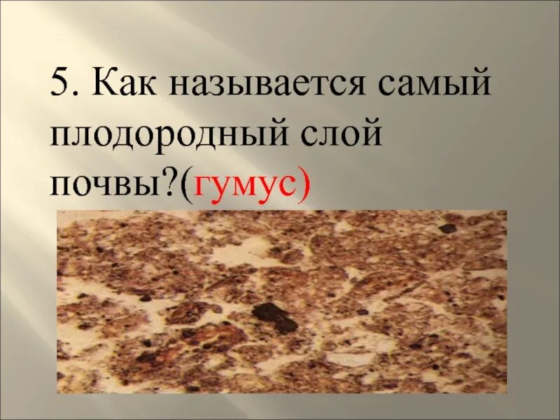 Самый плодородный слой почвы. Как называется самая плодородная почва. Самые плодородные почвы. Самая плодотворная почва.