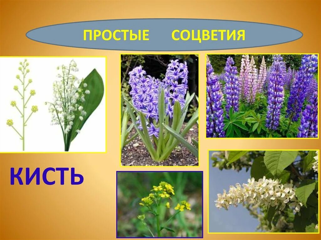 Представители кисти. Красивая кисть для рисования. Hабор кистей гамма синтетика 9 штук. Представители кисти. Представители кисти.
