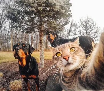 Кошка где снимали