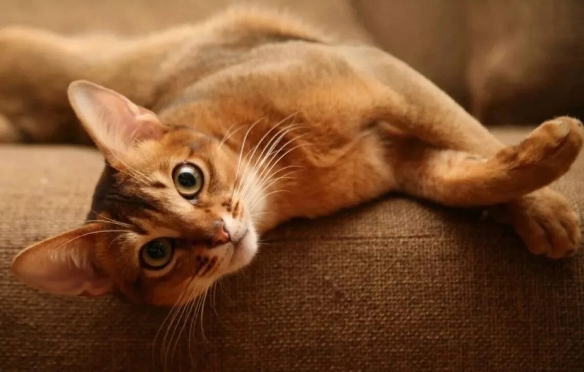 Абиссинская кошка. Коты Абиссинской породы. Абиссинская кошка Старая. Котенок абиссинец. Грациозная кошка