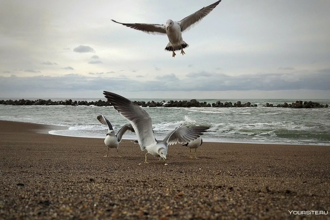 Море, Чайки. Чайки над морем. Чайки на берегу. Чайки на берегу моря.