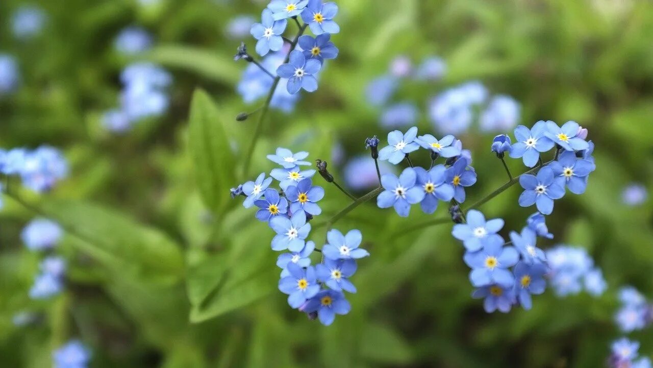 Незабудка Полевая (Myosotis arvensis). Незабудка холмовая. Незабудка Болотная Myosotis palustris. Незабудка Дубравная. Незабудки цветут малинин слушать