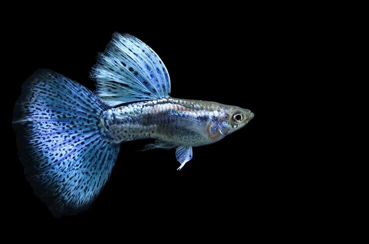 Purple Grass Guppy fish, Guppy, Pet fish