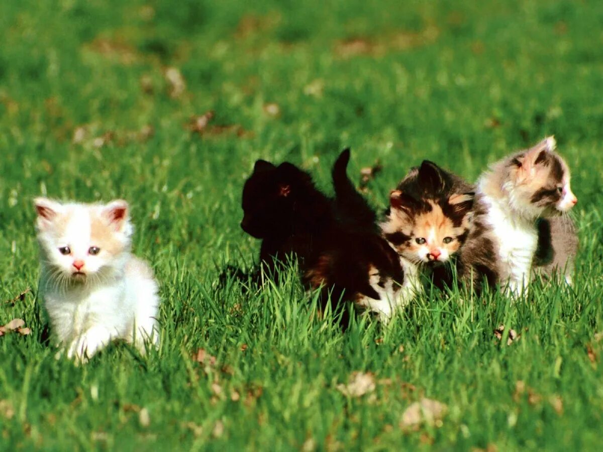 Живые котята. Живые кошки. Очаровательные котята. Кот мем. Белый пушистый котенок.