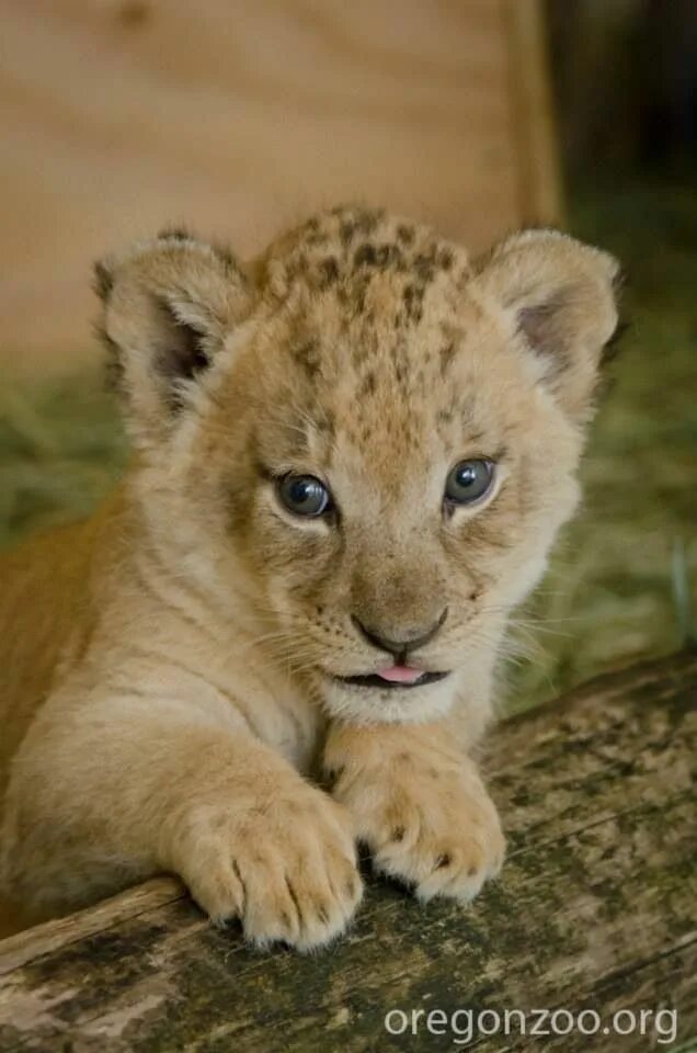 Маленький Львенок. Милые львята. Маленький Лев. Милые львята фото.