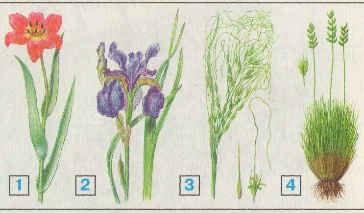 Растения степи рисунок. Растения степи рисунок. Растения и животные степи. Степные цветы карандашами. Растения степи рисунок.