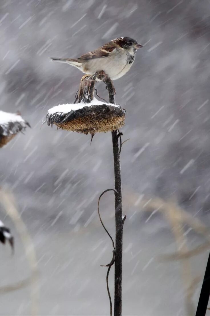 Дождь из птиц. Птицы под снегом. ПОГОДНИК птица. Дождливая погода и птички. Фотовыставка" Птичья трель".