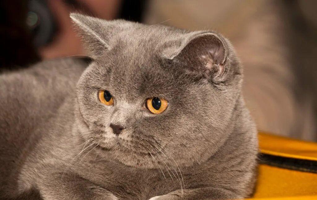 Фотографии кошки британской породы. Порода кошек британец. Порода Британская короткошерстная. Порода Бритиш Шортхэйр. Британский короткошерстный кот.
