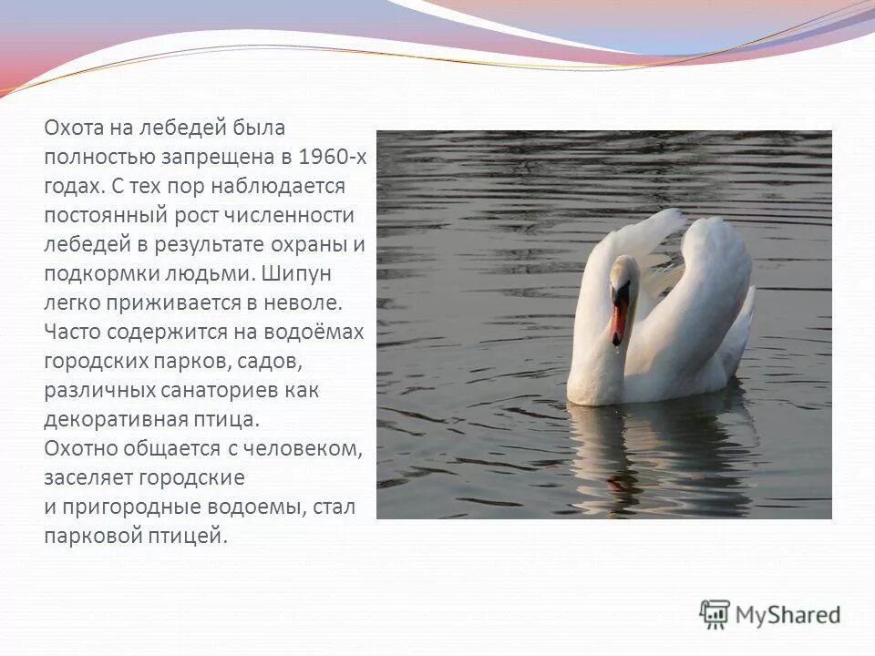 лебедь шипун красная книга новгородской области. факты о лебеде. белый лебедь шипун красная книга. рассказать о лебеде. энциклопедия о лебедях.