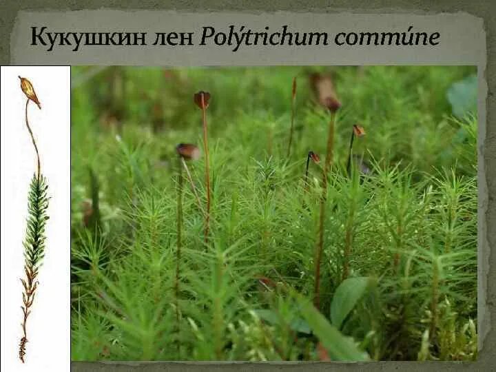 Кукушкин лен (Polytrichum commune. Мох политрихум Кукушкин лен. Реликтовые растения Кукушкин лён. Кукушкин лен раздельнополый. Кукушкин лен группа организмов
