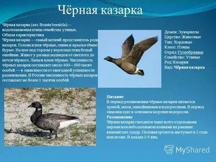Описание темного
