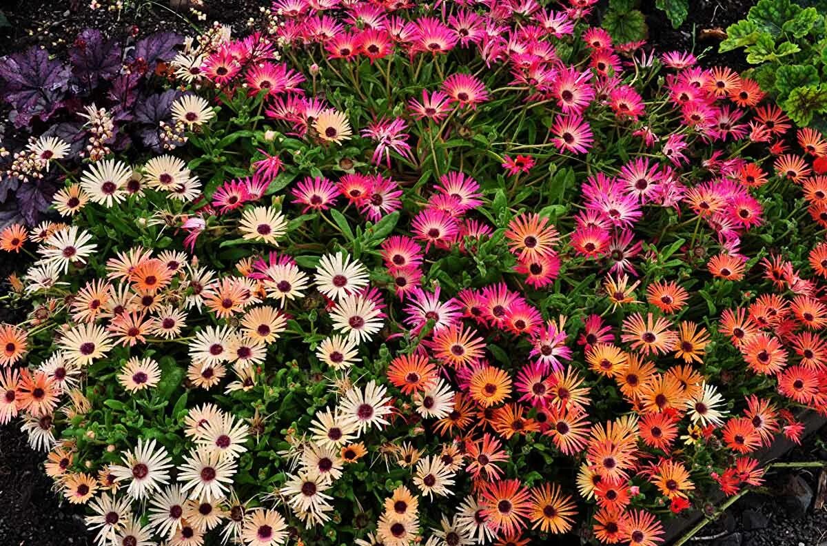 Кресс- однолетние летние цветы семена. Петуния лагуна магдалена f1. Растения однолетники двулетники многолетники. Раноцветущие однолетники. Сальпиглоссис.