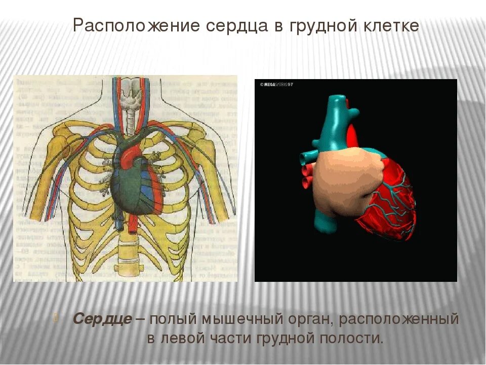 Формы расположения сердца. Сердце в грудной клетке анатомия. положение сердца в грудной клетке. расположение сердца в грудной. размещение сердца в грудной клетке.