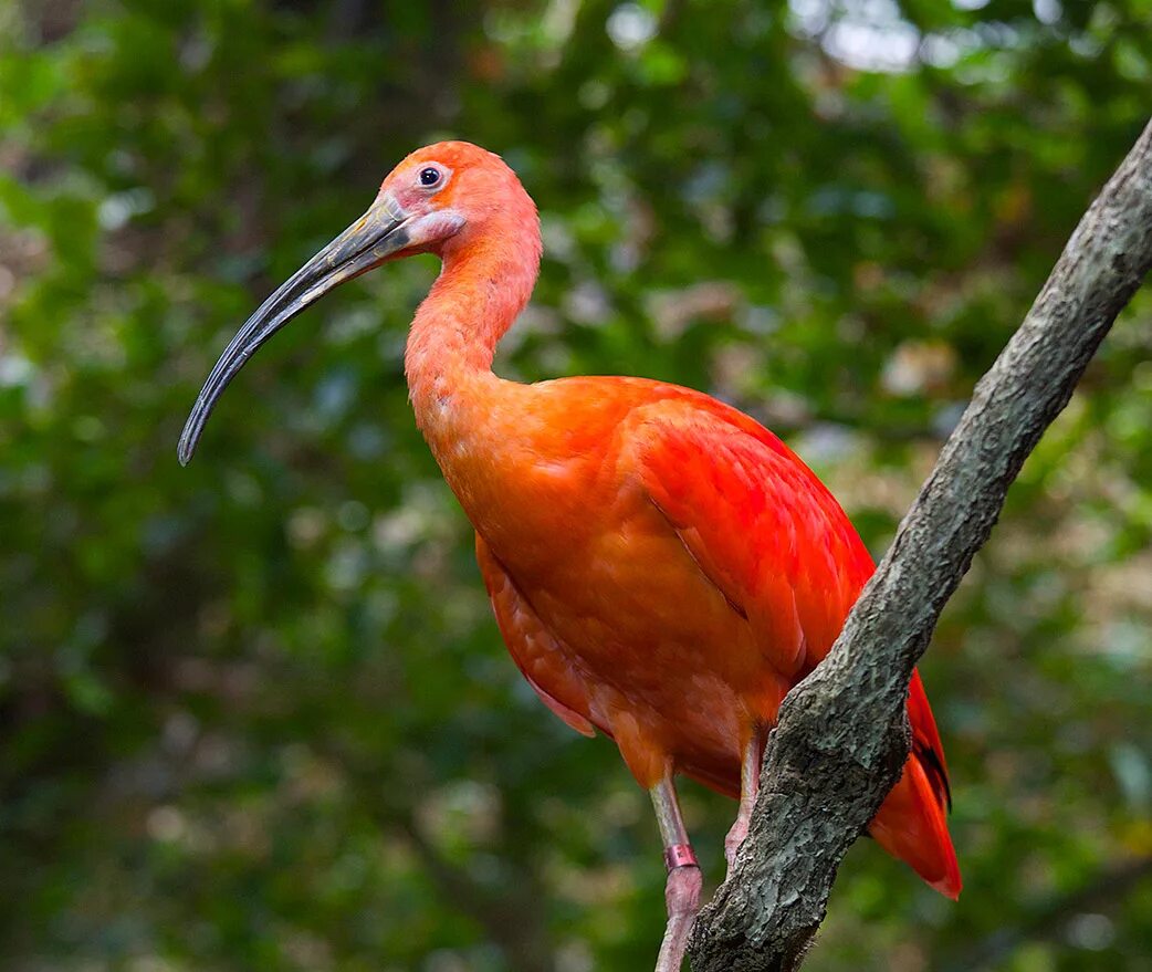 ибис болотная птица. ибис синий. ибис все открыто. Scarlet ibis. японский красноногий ибис.