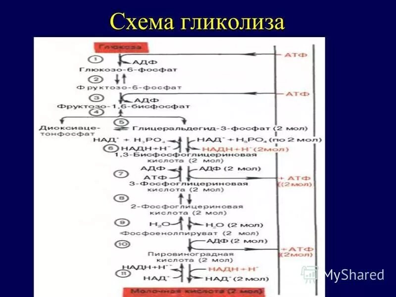 Пвк молочная кислота. Реакция образования пирувата в гликолизе. Суммарное уравнение распада глюкозы. Биологическая роль реакций гликолиза. Молочная кислота образуется в процессе гликолиза.