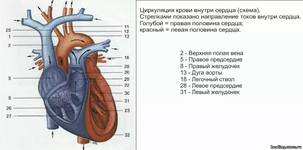 Верхняя и нижняя полые вены сердце