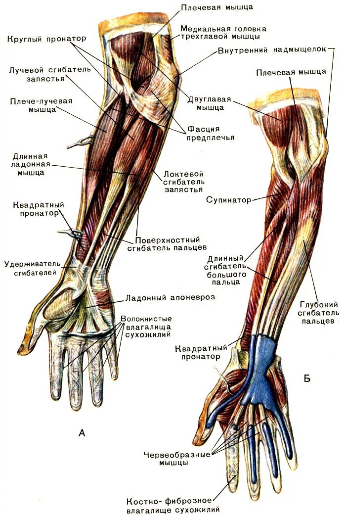 Сухожилия предплечья анатомия. Строение сухожилий предплечья руки. Мышцы предплечья анатомия человека. Мышцы верхней конечности предплечья.