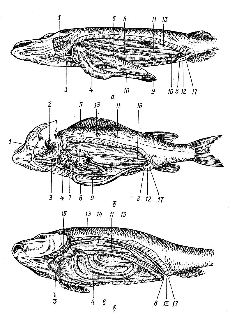 Особенности строения щуки. Топография внутренних органов костистой рыбы. Общая топография внутренних органов щуки. Топография внутренних органов костной рыбы.