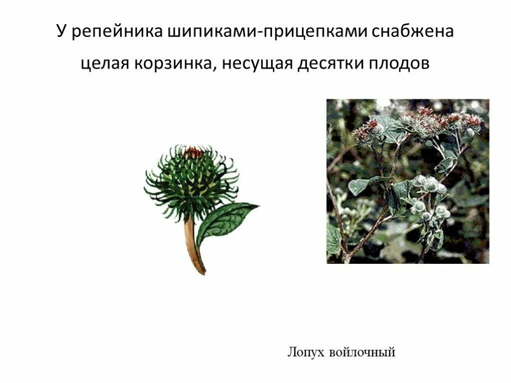 Плоды лопуха распространяются. Приспособления семян лопуха. Семена тыквы приспособительные признаки. Семя лопуха приспособительные признаки. Распространение плодов и семян.