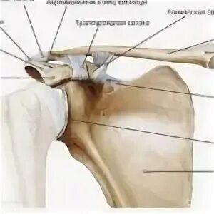 Грудино плечевой сустав