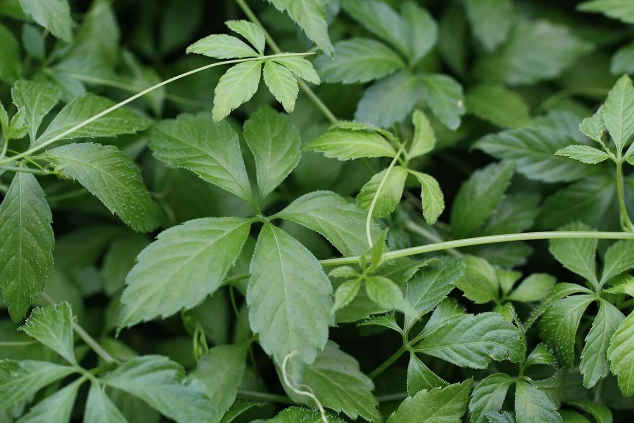 Гиностемма пятилистная. Gynostemma pentaphyllum (гиностемма пятилистная). Гиностемма трава бессмертия. Джиаогулан.